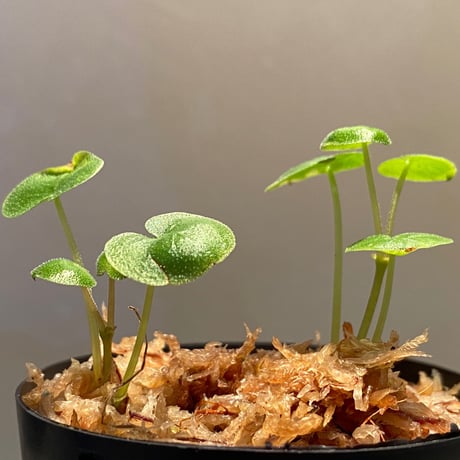 Geophila repens from Iquitos Peru [tanakay]