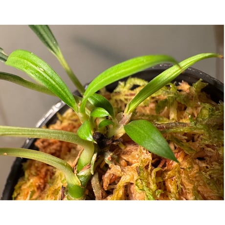 Aridarum cf. montanum from Sanggau West Kalimantan