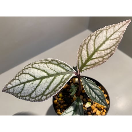 Ardisia sp. from Ache Sumatera [LA]