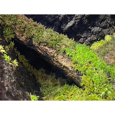 Moss from Ipoh State Malaysia