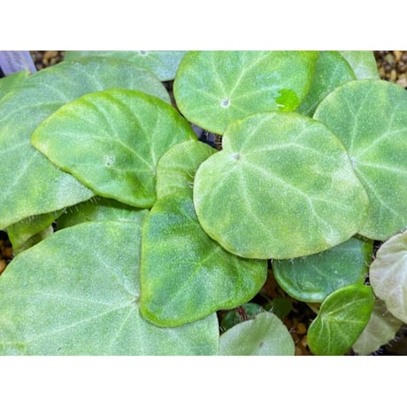Begonia kingiana from Jerantut [TK170717]