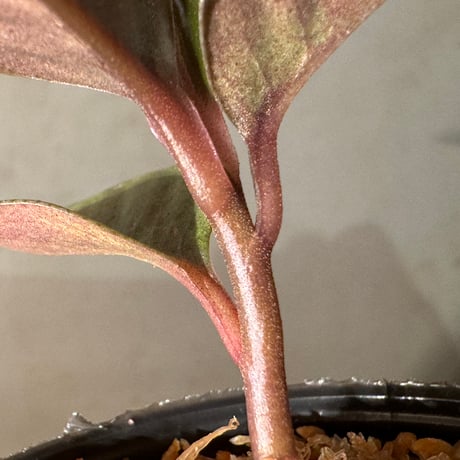 Labisia sp. from Landak West Kalimantan