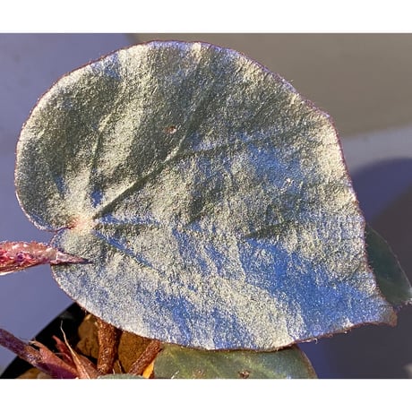 Begonia sp. f1 from Sumatera [NT ORCHID]