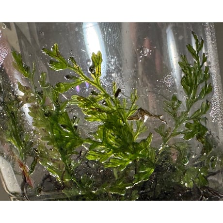Crepidomanes sp. 'type2' from Wonosobo Central Jawa