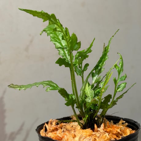 Bolbitis sp. from Siberut [LA 2012年]