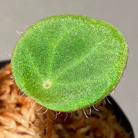 Begonia kingiana from Jerantut [TK170717]