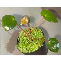 Begonia cf. ferox from Cao Bang [YH040519BK] TK