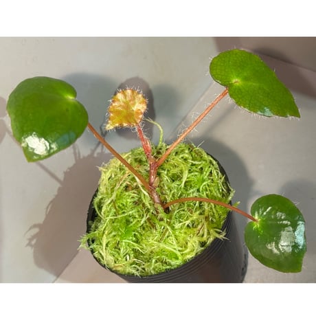 Begonia cf. ferox from Cao Bang [YH040519BK] TK