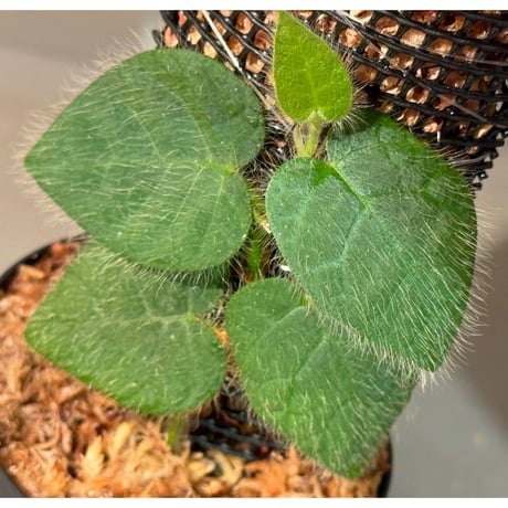 Ficus sp. from Selangor