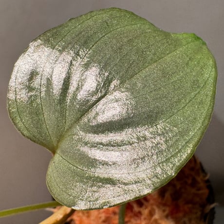 Homalomena sp. "Ultron Prime" from Riau Sumatera