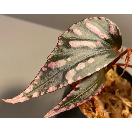 Begonia sp. ぼっち株 from Julau [R1214-01b]