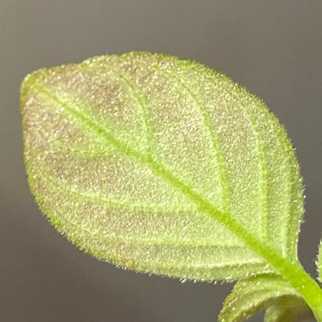 Gesneriaceae gen. from Kalimantan Barat