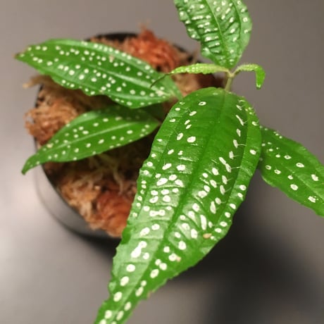 Melastoma sp. from Sumatera