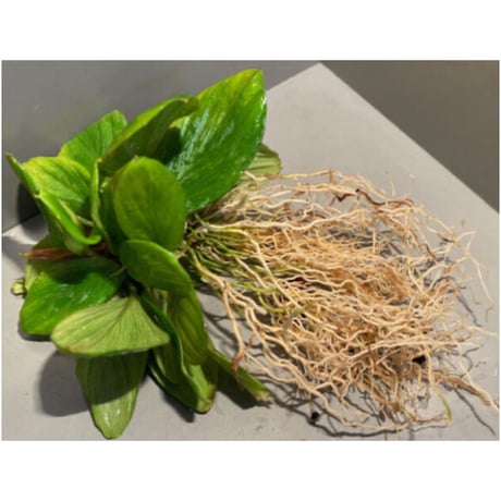 Homalomena sp. [LA0317-z-r]