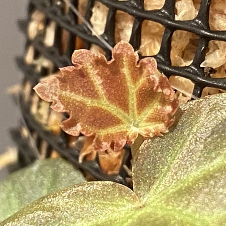 Begonia sp. from Sarawak