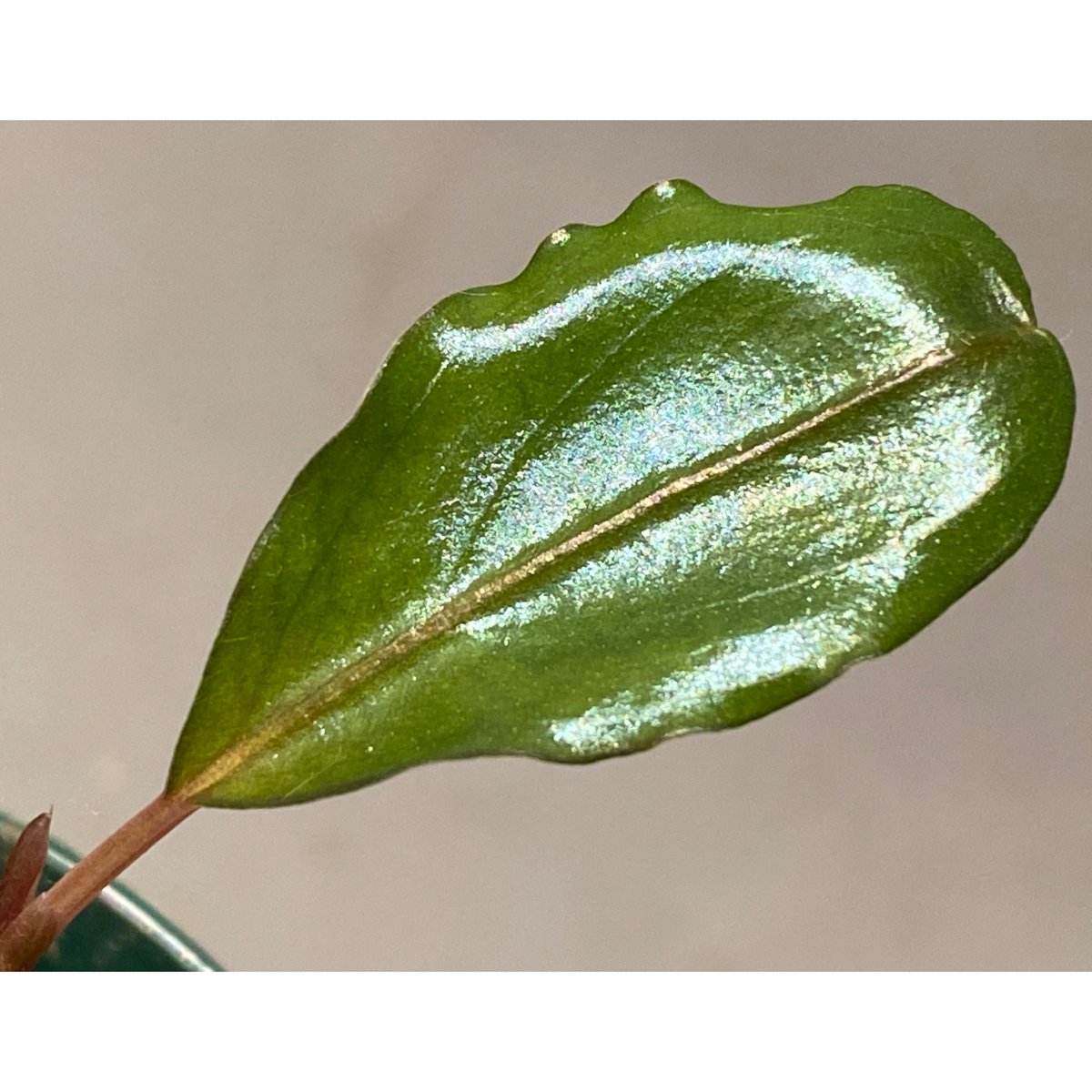 Bucephalandra sp. Bucephalandra sp.
