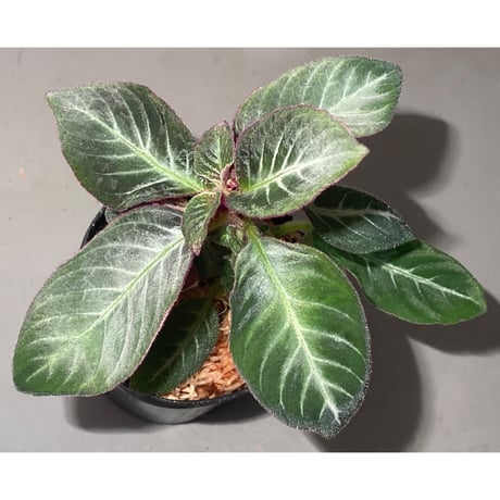 Codonoboea cf. pumilla from Riau sumatera [LA1119-02]