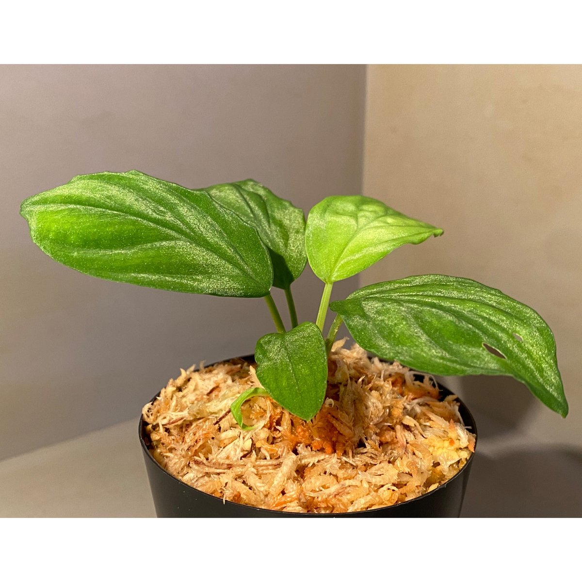 homalomena 秘色　hisoku ホマロメナ　HW1123-06 ホマロメナ 原種Homalomenaの交配記録36成功！ – 熱帯植物.com