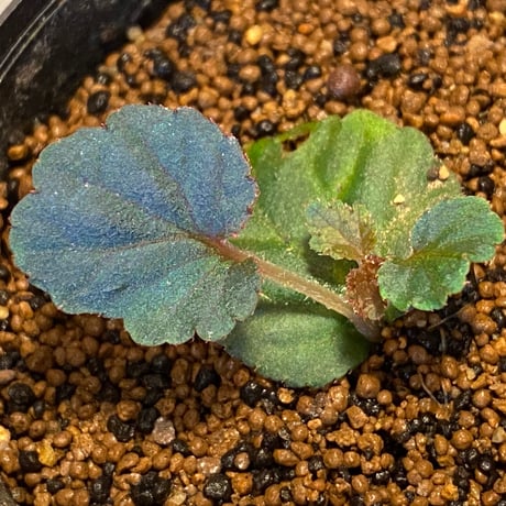 Begonia sp. from Tuyen Quang [YH1117] TK
