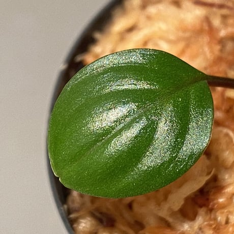 Homalomena terajaensis "Labi" Brown Brunei [TB]