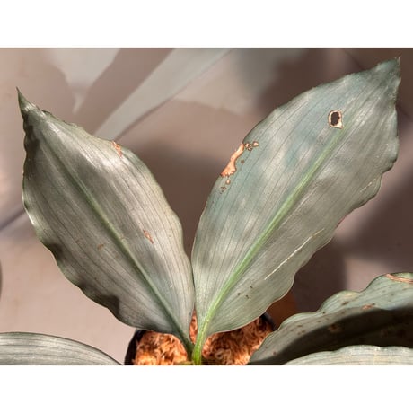 Dracaena sp. from Landak West Kalimantan