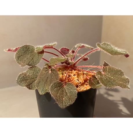 Sonerila dongnathamensis [LA]