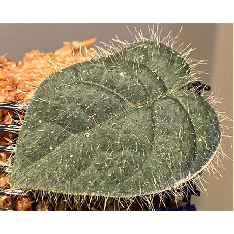 Ficus sp. from Selangor