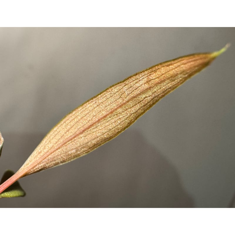 Homalomena 'Rec151' K0522-f2 [KZT] | M・R・G・R