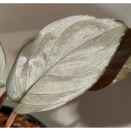 Homalomena sp. from Kayu Hitam [KN1117]