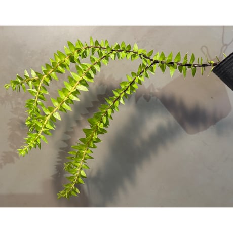 Phlegmariurus phlegmaria