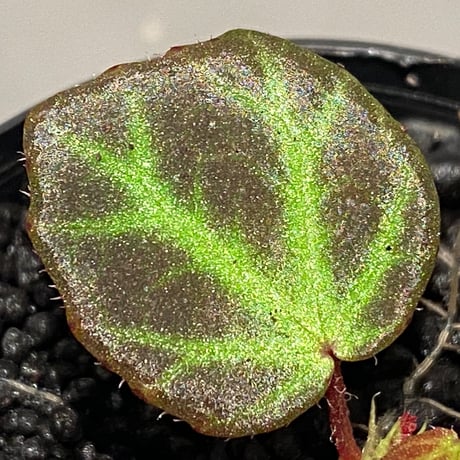 Begonia sp. from Aceh [LA]