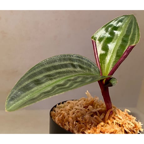 Geogenanthus undatus from Tarapoto Peru [tanakay]