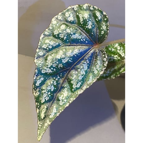 Begonia handelii var. prostrata from Viet Nam
