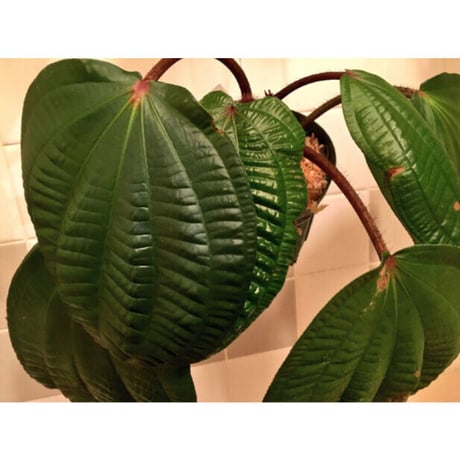 Phyllagathis rotundifolia [STRINGE PLANTS]
