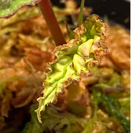 Begonia chlorosticta (Green) from Borneo Sarawak