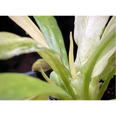 Schismatoglottis sp. "初霜錦" from Murung raya [LA0515-05]