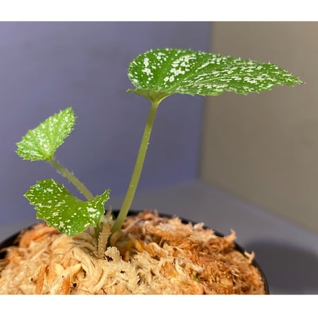 Begonia sp. from Na Hang [YH1118] TK