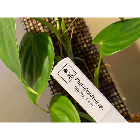 Philodendron sp. from Iquitos Peru [tanakay]