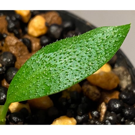 Homalomena hasei "狐尾" from Aceh sumatera [LA0214-4]