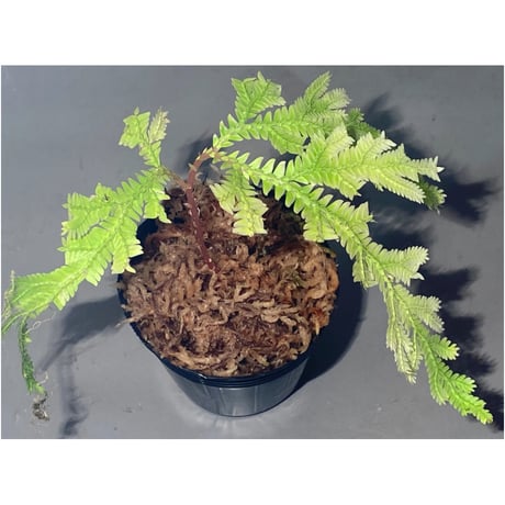Selaginella sp. from Prachuap Khiri Khan Thailand