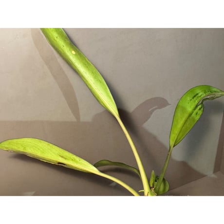Bakoa sp. from Sekadau West Kalimantan