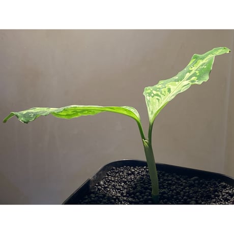 Aglaonema pictum 現地便 [KZT]