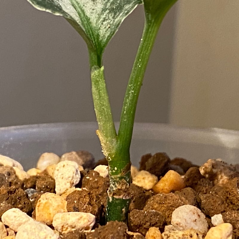 Aglaonema pictum Aglaonema pictum