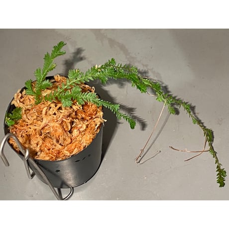 Selaginella sp. from Iquitos Peru [tanakay]