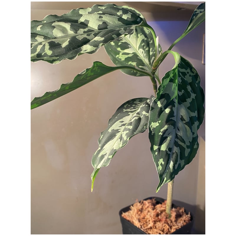 Aglaonema pictum 