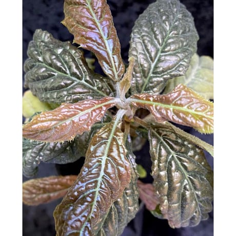 Ardisia sp. from Bengkulu [LA0315-1]