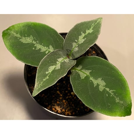Unknown from Sarawak