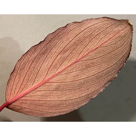 Homalomena sp. "Imperial Japanese Navy" from Resum P.Lingga [AZ0517-11]①
