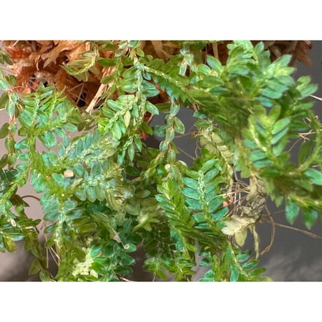 Selaginella willdenowii