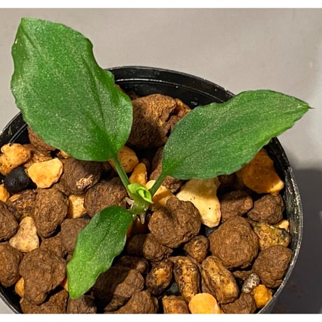 Homalomena sp. from Solok sumatera [LA0214-3]